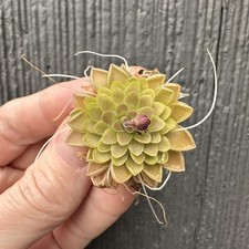 Pinguicula Estrellita