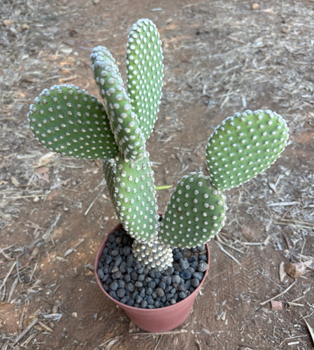 Opuntia microdasys var - opuntia,