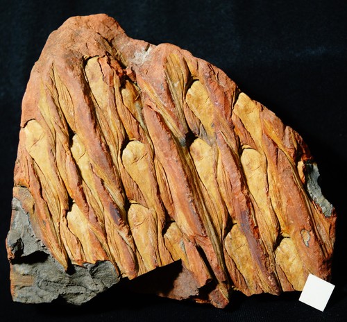 Rara bellissima pianta fossile
