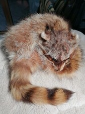 cappello in pelliccia procione stile Davy Crockett