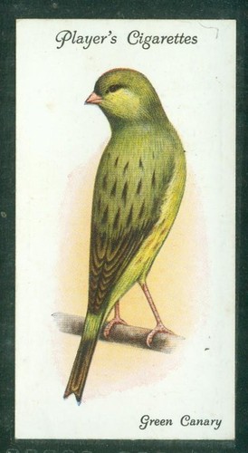 Bird card 008 1933 - bird, card,