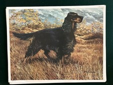 Stampa Gordon Setter in Field