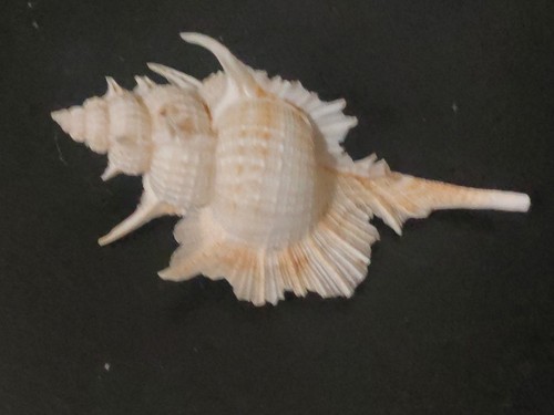 Conchiglia shell murex siratus - shell,