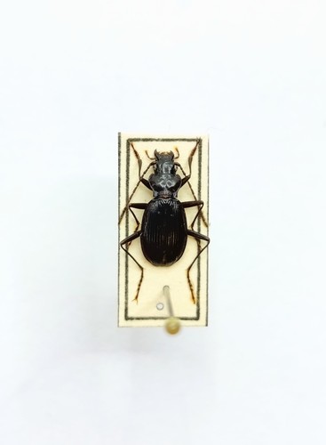 Entomology taxidermy - taxidermy,