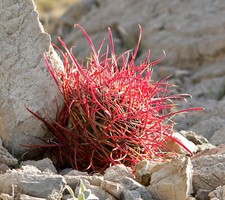 FEROCACTUS CYLINDRACEUS - CACTUS A BUSSOLA, 10 SEMI SELEZIONATI