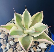 Extraordinaire Agave Potatorum