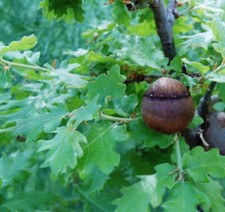 Quercus gussonei | Gussone’s Oak | Sicilian Oak - Gussone Rovere | Siciliano