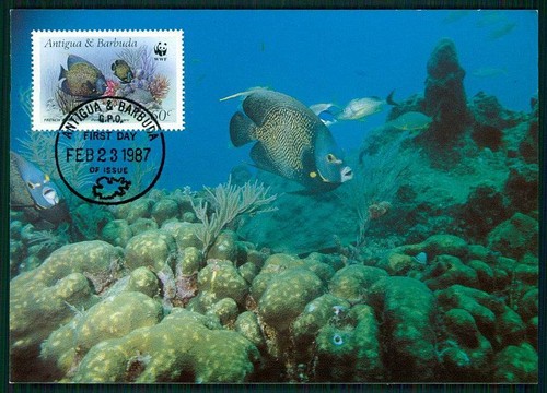 Antigua barbuda wwf fauna - antigua,