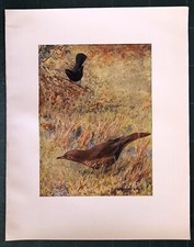 Stampa antica UCCELLI TORDO BOTTACCIO e MERLO Turdus 1911 Antique print