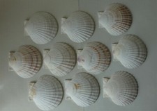 10 CONCHIGLIE " PECTEN BIANCHI