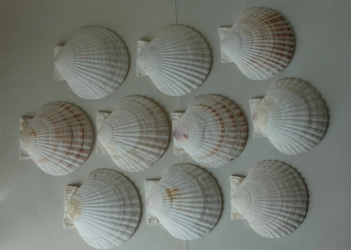 Conchiglie pecten bianchi - conchiglie,