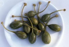 Capparis Spinosa, Cespuglio di