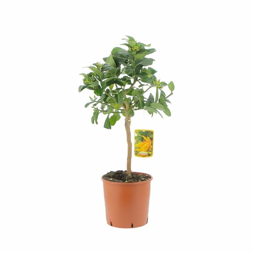 Kentis citrus mano - citrus,
