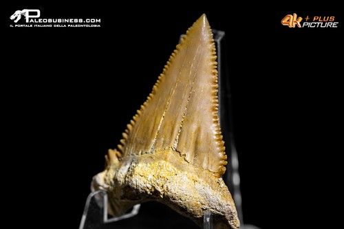 Dente carcharodon sp - carcharodon,