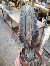 Astrophytum myriostigma var