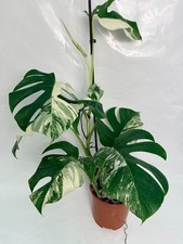 Monstera Albo Variegata  EXACT