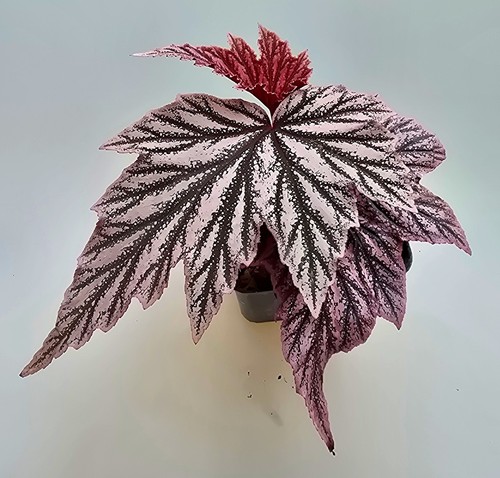 Begonia pink minx - pink,