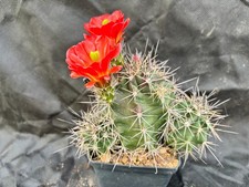 Echinocereus triglochidiatus - echinocereus,
