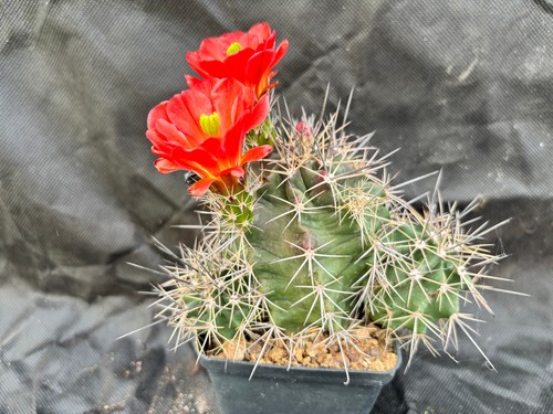 Echinocereus triglochidiatus - echinocereus,