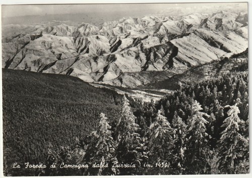Foresta campigna dalla - campigna,