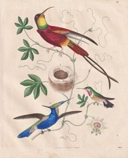 Colibrì colibrì uccellino