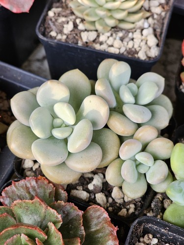 Echeveria white americano - echeveria,