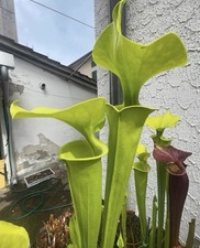 Pianta carnivora Sarracenia