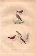 Stampa antica UCCELLI BENGALINO PASSERO STRIATO ecc. Buffon 1853 Antique print