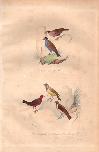 Stampa antica uccelli - antica,