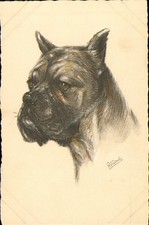 Dog Boxer by R.F.Gauli Art