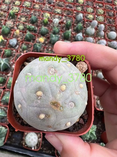 Pezzi rara pianta succulenta - 3,