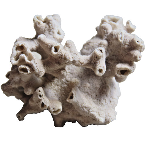 Scheletro corallo acropora - corallo,