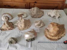 Conchiglie Giganti rare naturali- rare and natural Giant Shells Ocean trop￼