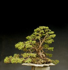 Bonsai di Abete rosso