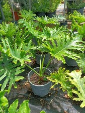 Pianta Di Philodendron Selloum Chiamato Sellum In Vaso 20 