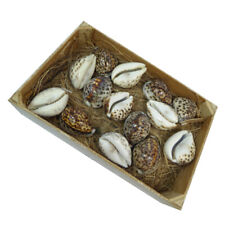 BOMBONIERE 14 CONCHIGLIE