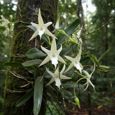 Andraecum – 10 Semi –