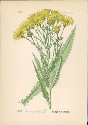 Chromolithographie - ,