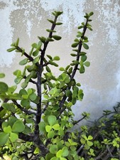 Talea Portulacaria Afra