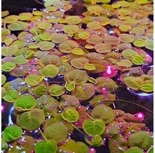 Phyllanthus fluitans - phyllanthus,