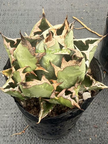 Agave titanota rarapiante