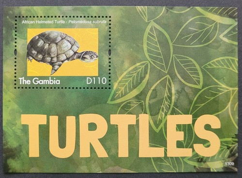 Gambia 2013 fauna turtles - 2013,