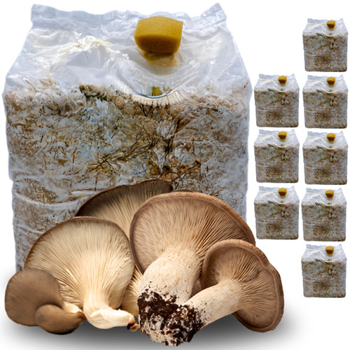 Kit coltivazione funghi - 8,