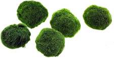 Marimo (2-3 Cm) - Alga Palla Cladophora Aegagropila Muschio Con Certificazione, 