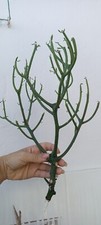 Euphorbia tirucalli cm - euphorbia, 30