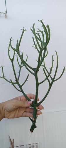 Euphorbia tirucalli cm - tirucalli,