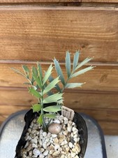 Encephalartos horridus - Rare
