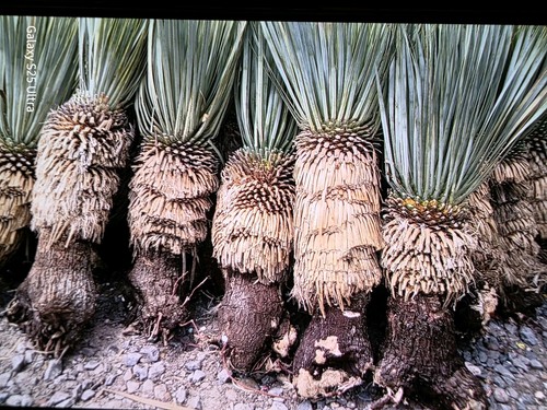 Yucca rostrata tall - to, 24"