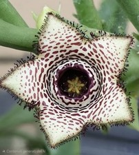 Orbea Paradoxa, 1 Talea Senza Radici, Estremamente Rara