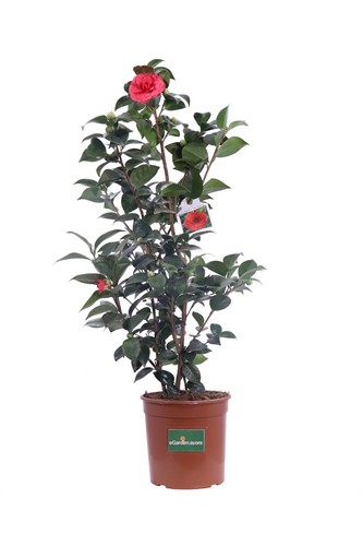 Pianta camelia - di,